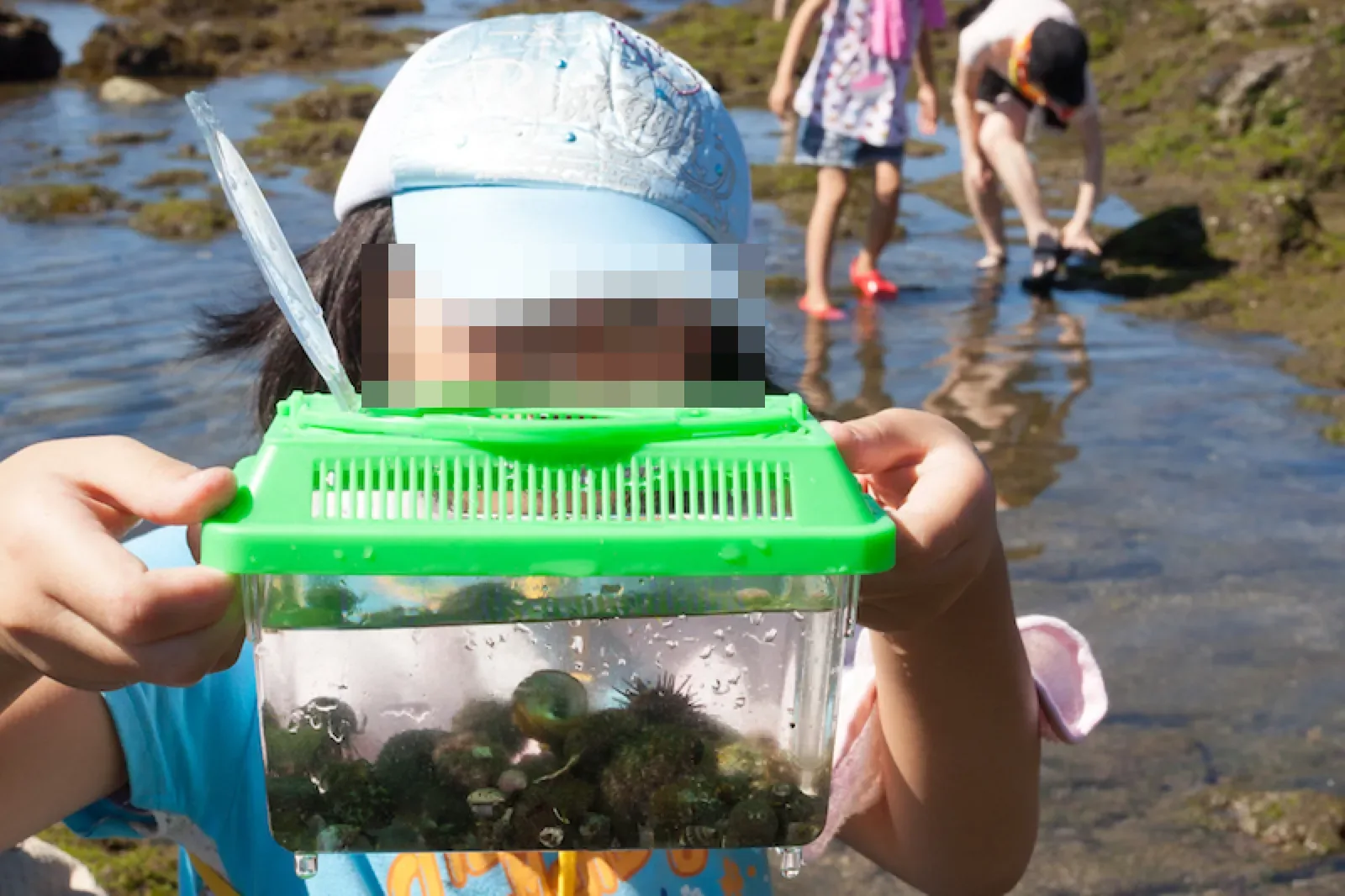 磯遊びで、子どもが捕まえた海の生き物を入れた緑のケースを、こちらに向けて見せている。